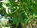 Harpephyllum caffrum